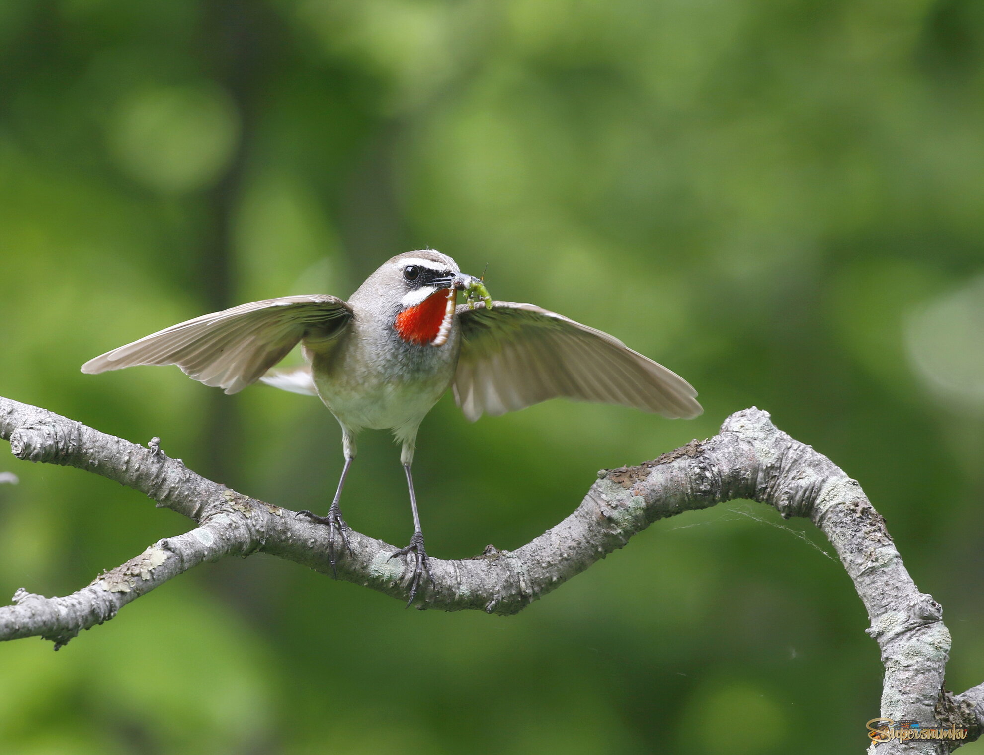 Соловей красношейка