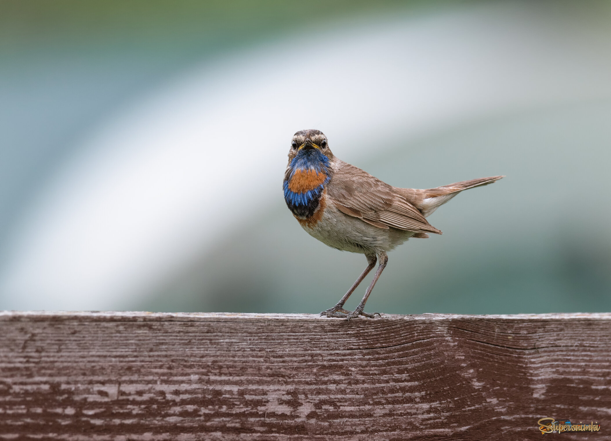 НАБЛЮДАЕТ ЗА ОБСТАНОВКОЙ