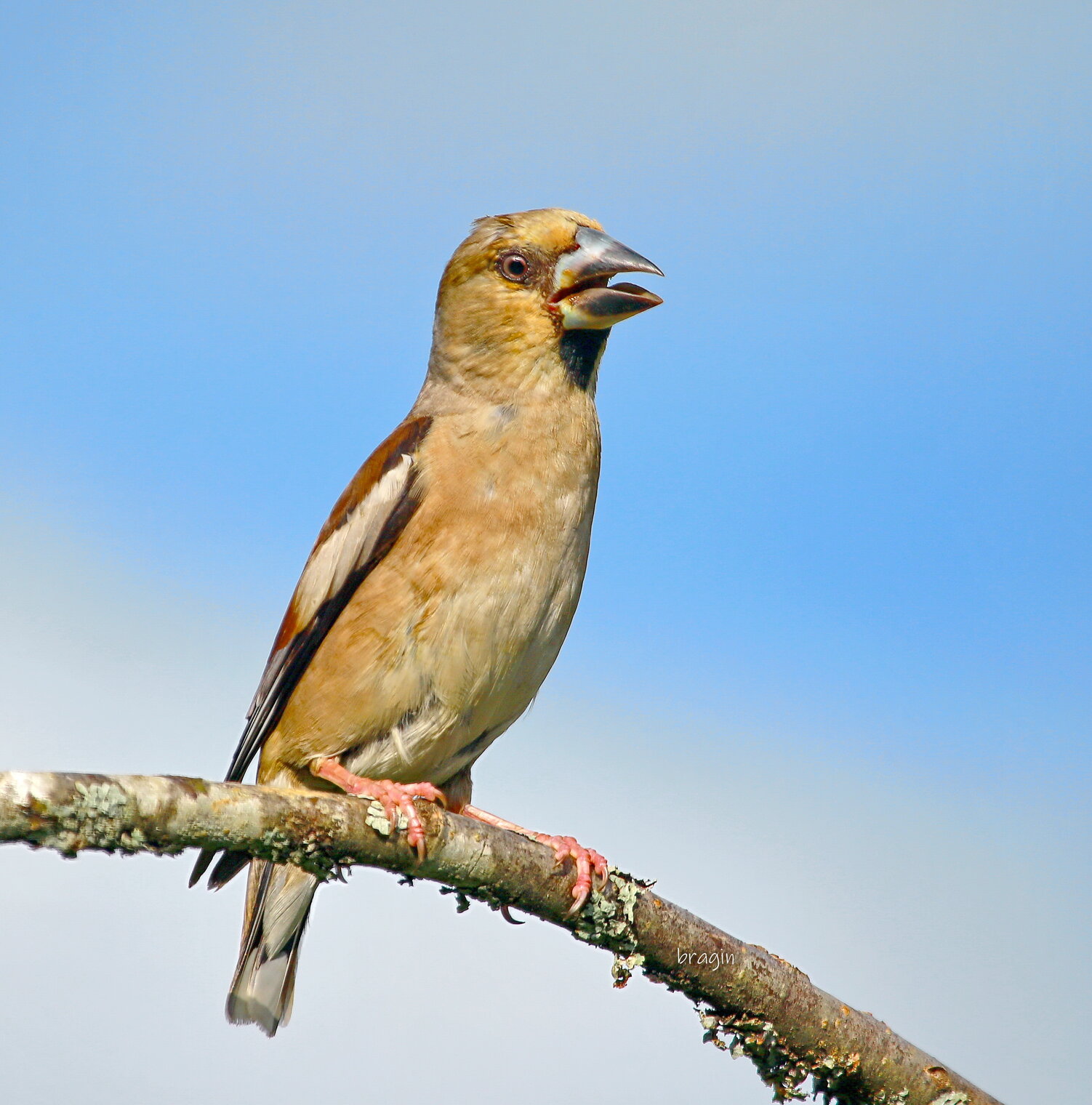 ...разговорчивый ...