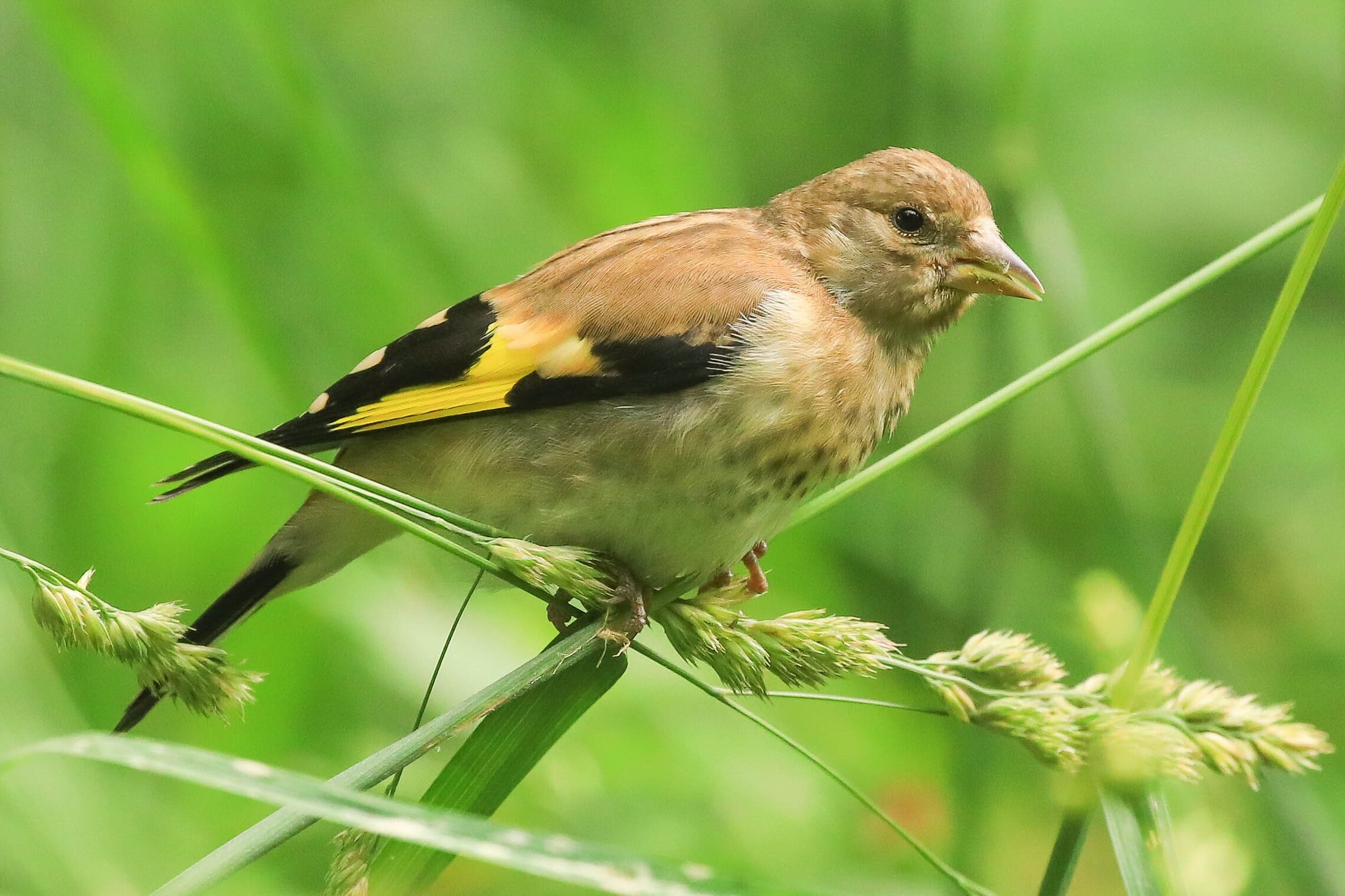 Что бы еще съесть?