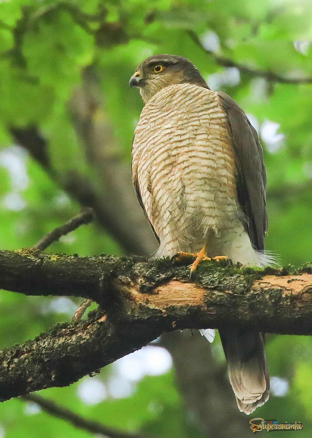 В ожидании самца с добычей