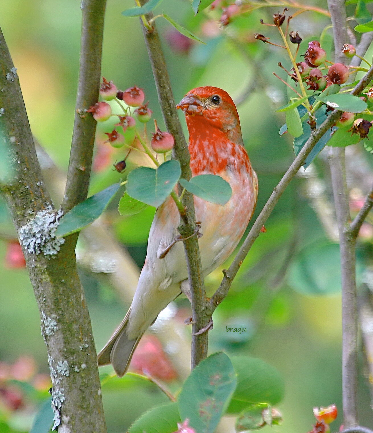 про чечевицу