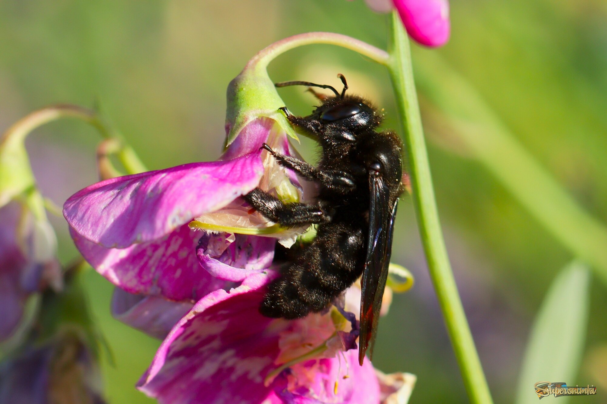 Пчела Плотник