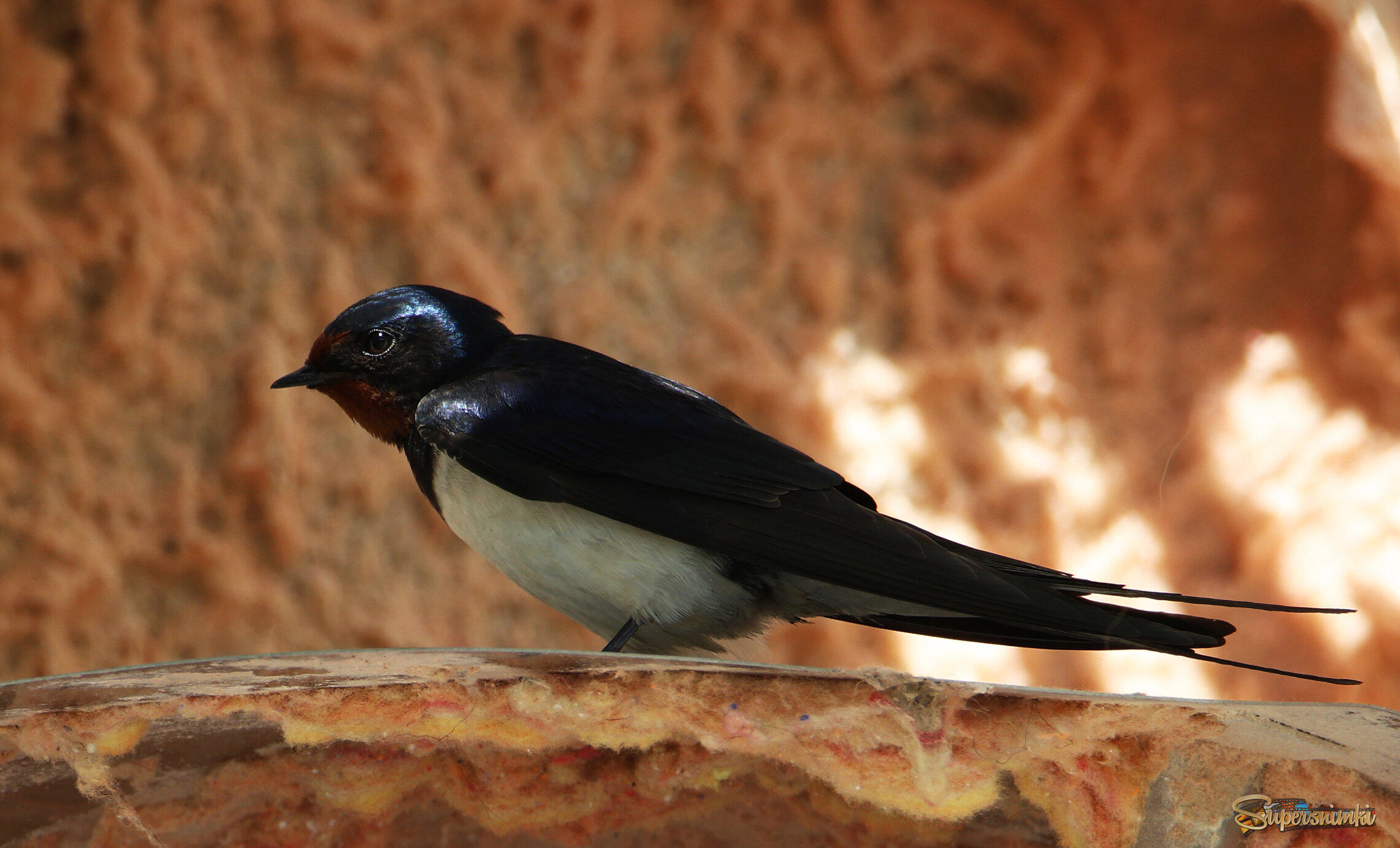 Деревенская ласточка в свете солнечных лучей.