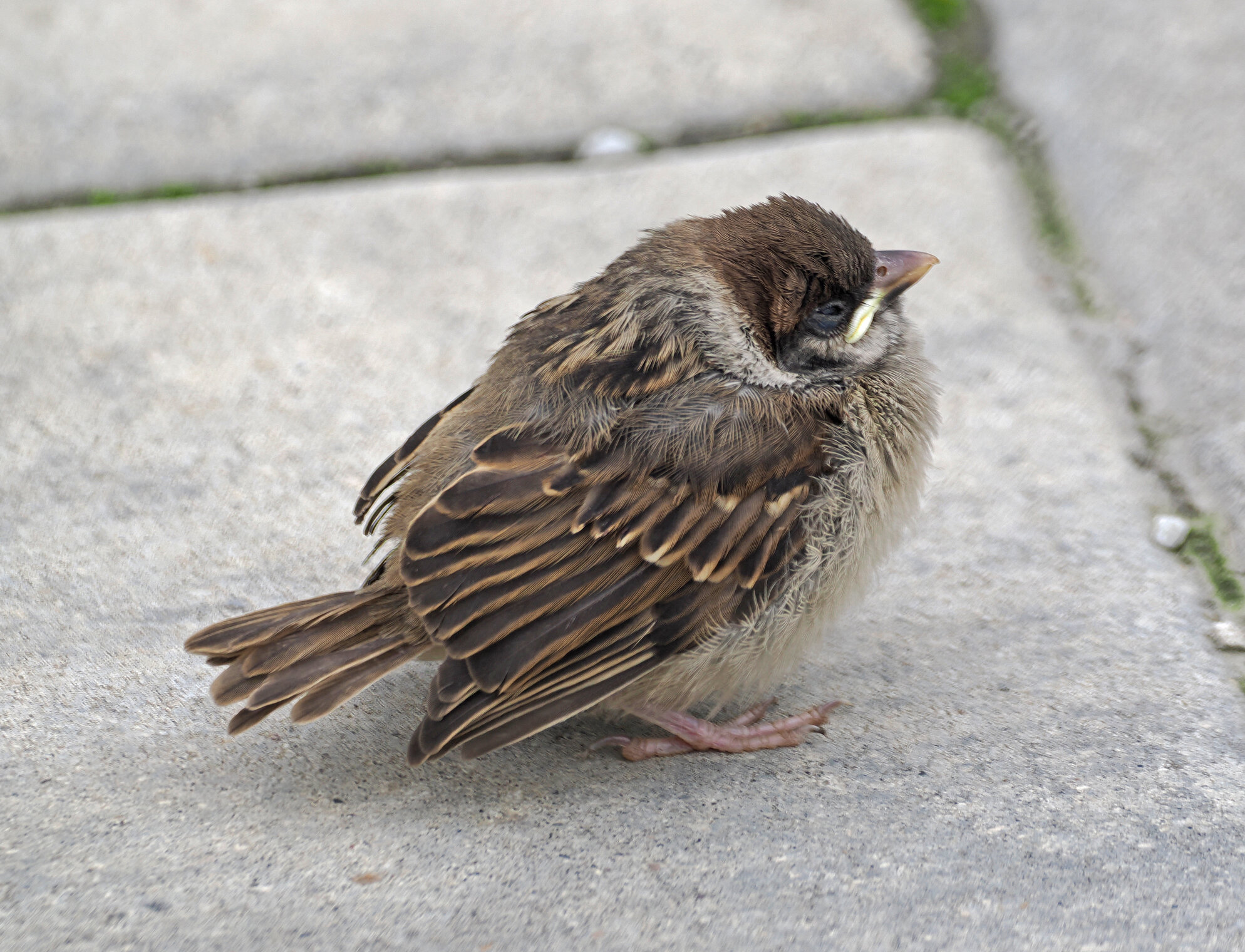 Молодой полевой воробышек.