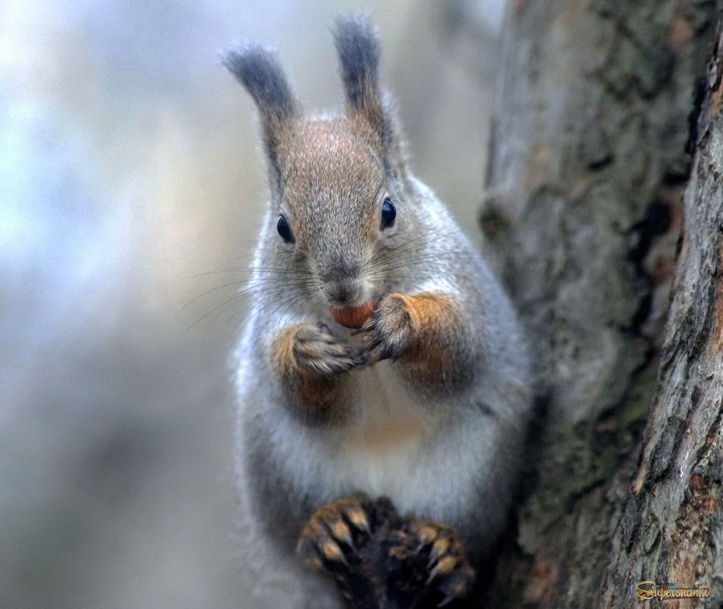 мохнатые лапки