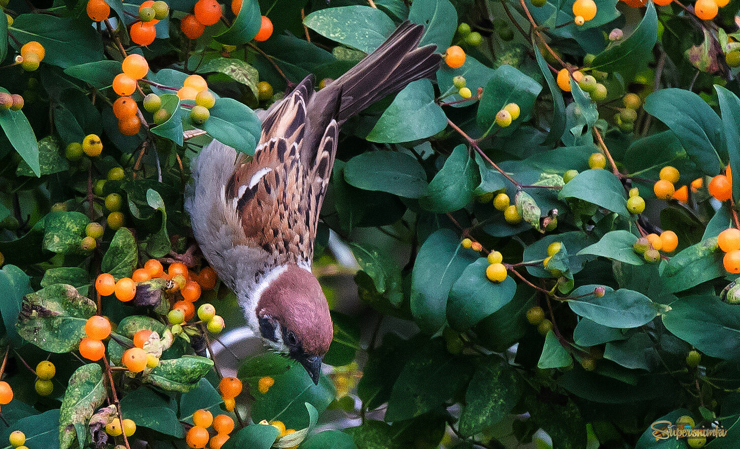 Воробей и жимолость.