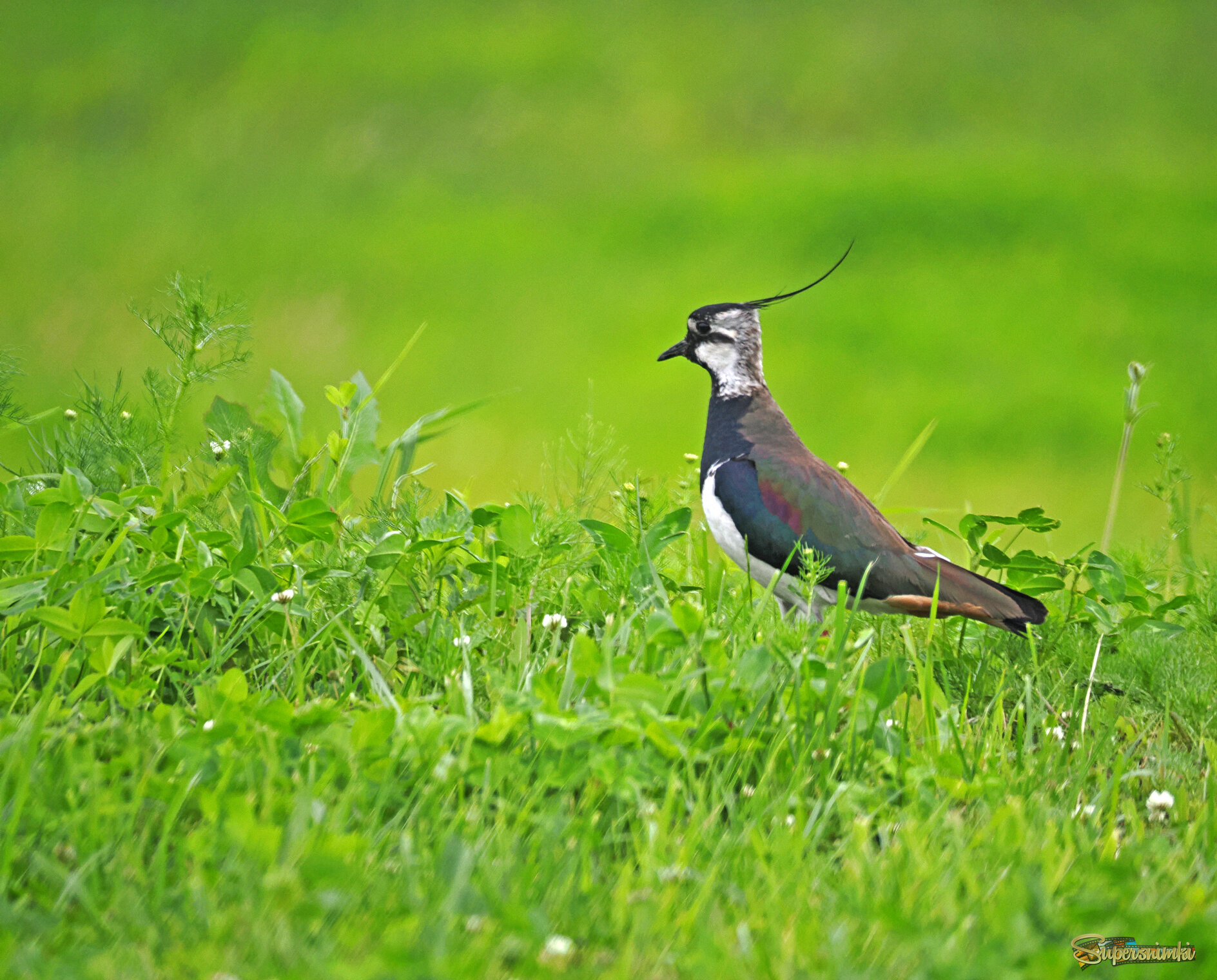 Чибис, взрослый.