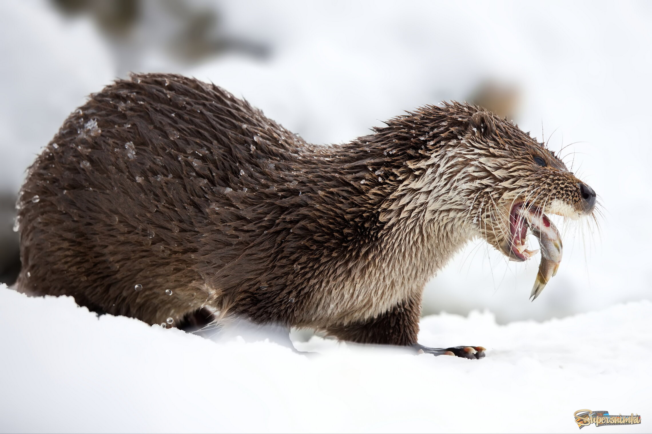 Когда каждый день - рыбный