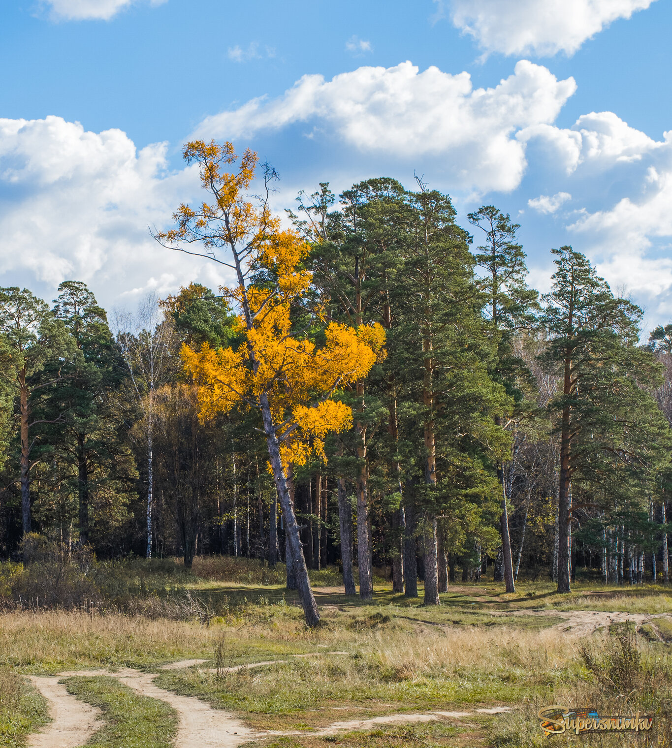 Гадкий утенок