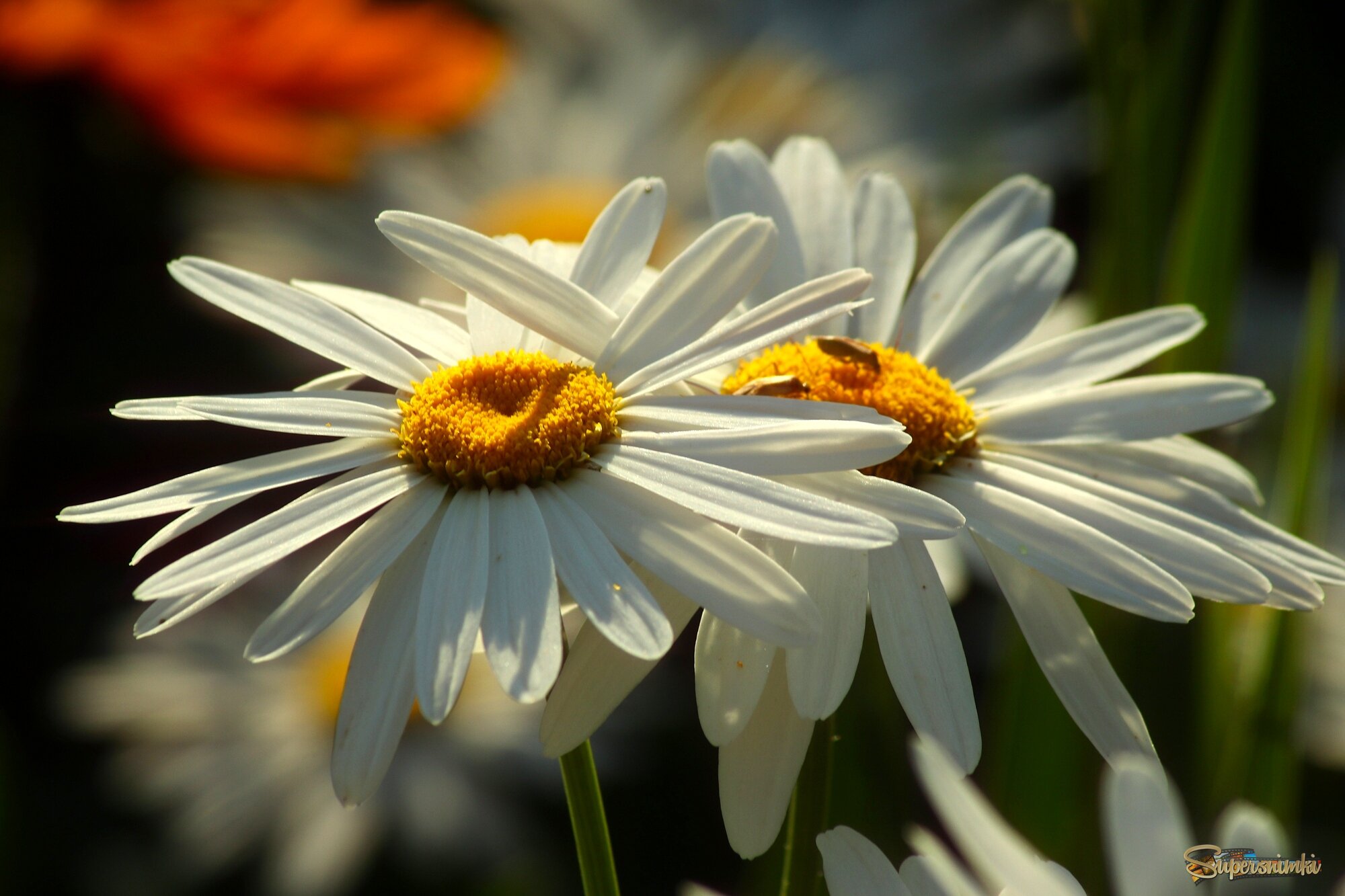 Доброе утро