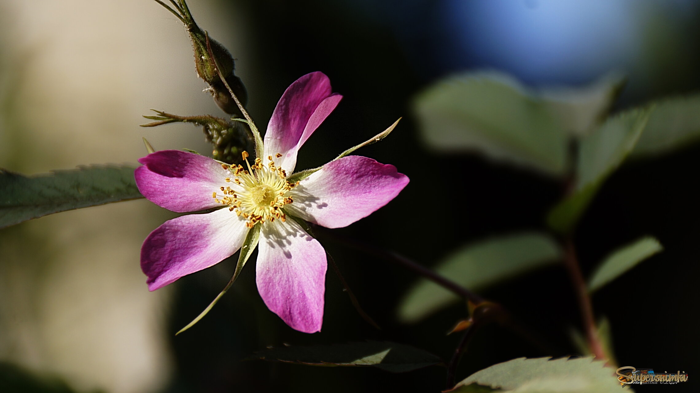 686a91f9f26566d322dc516d