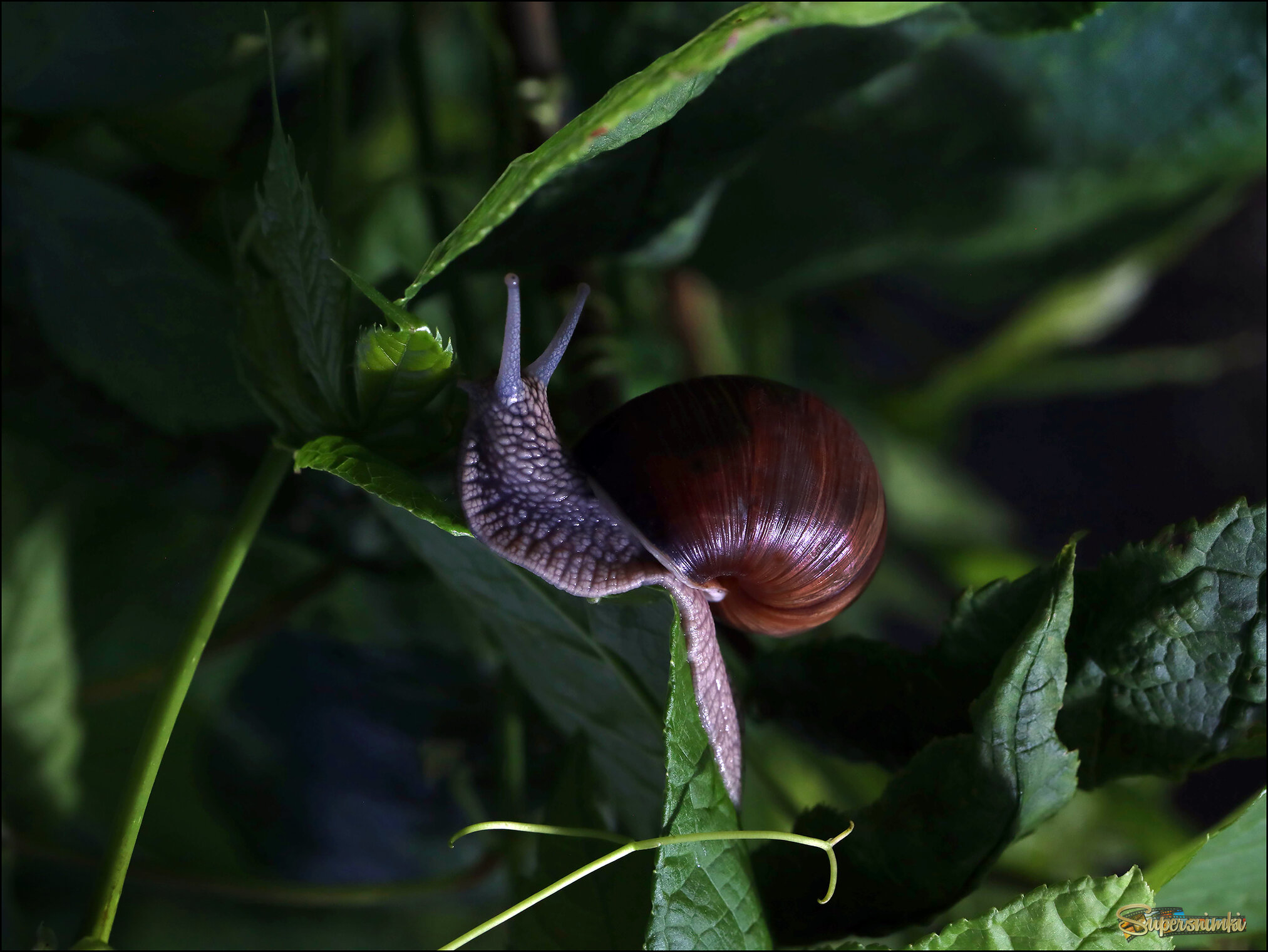 Виноградная улитка на девичьем винограде