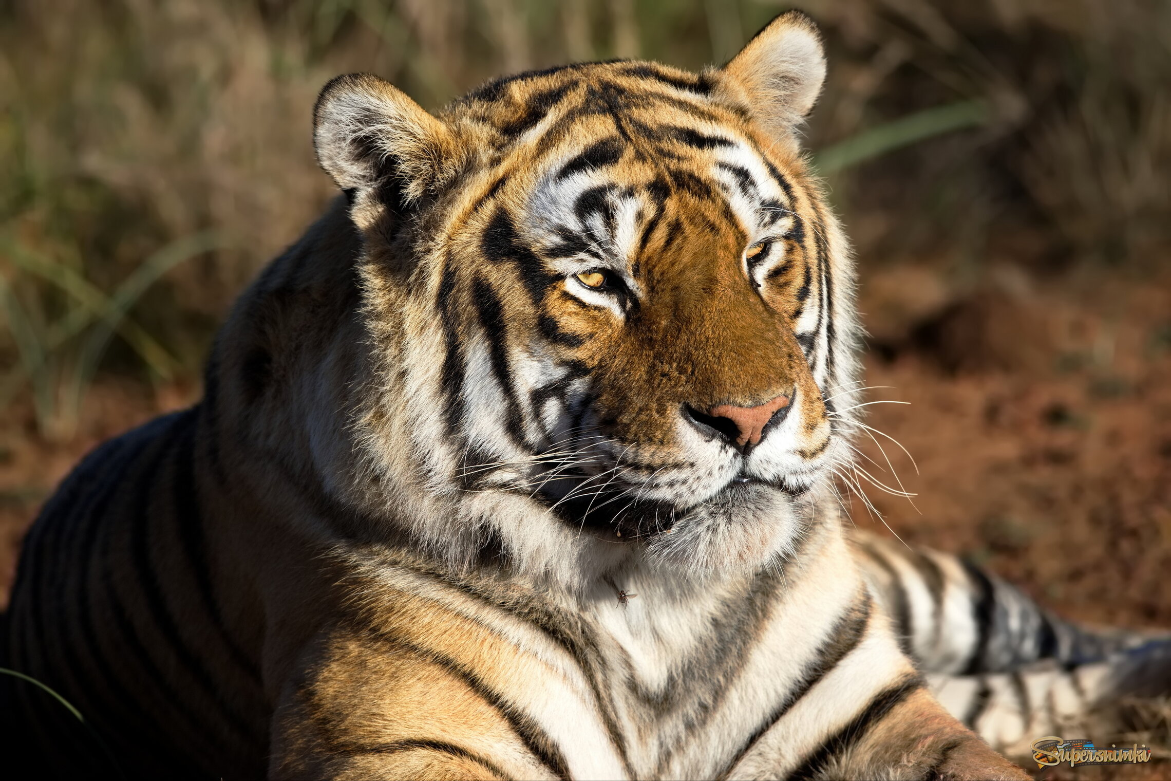 Размышления на утреннем свете