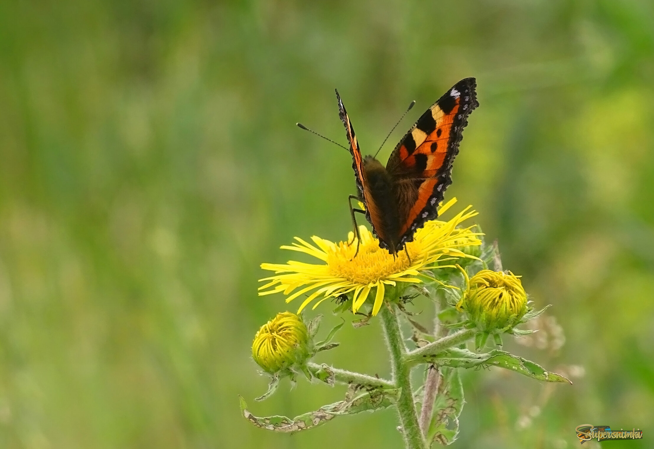 Крапивница и девясил