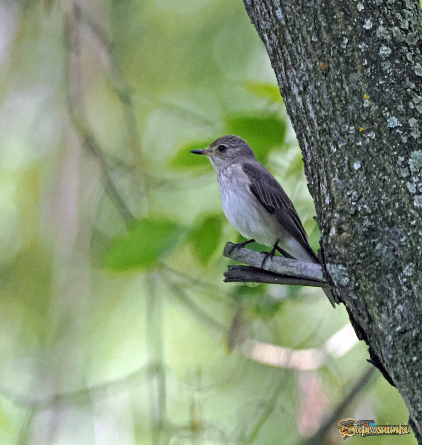 Серая мухоловка.