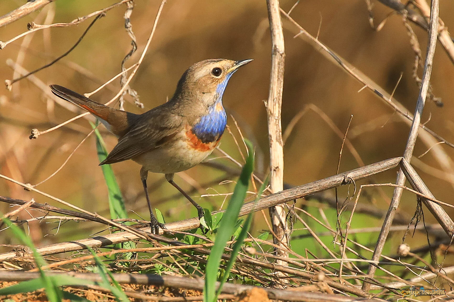 Лучший из лучших