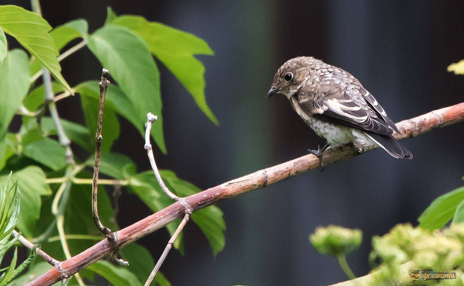 Птенец мухоловки.