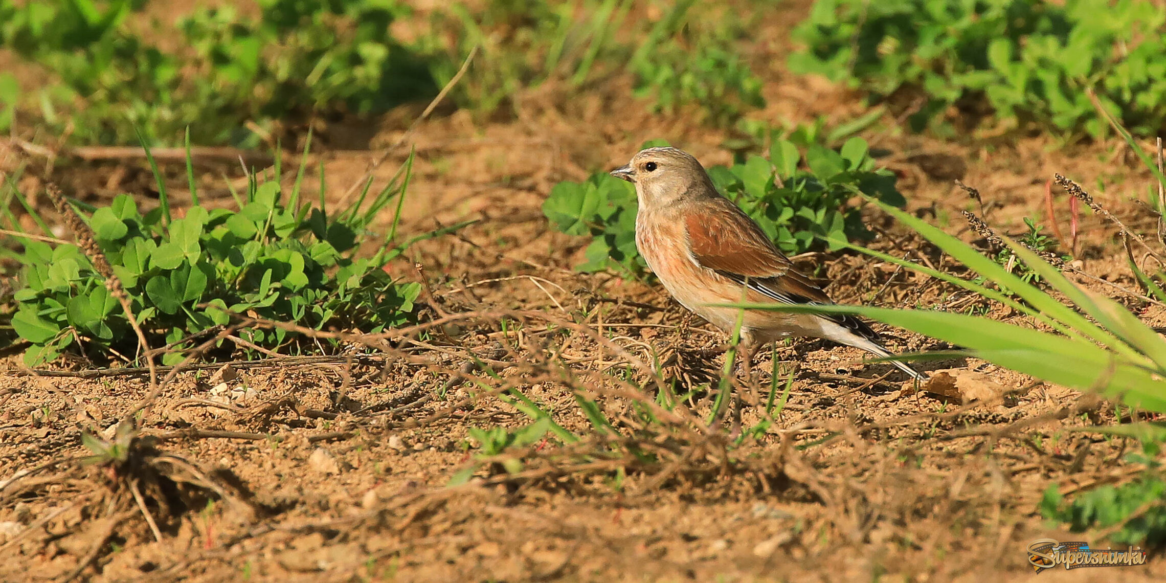 Шустрая птаха
