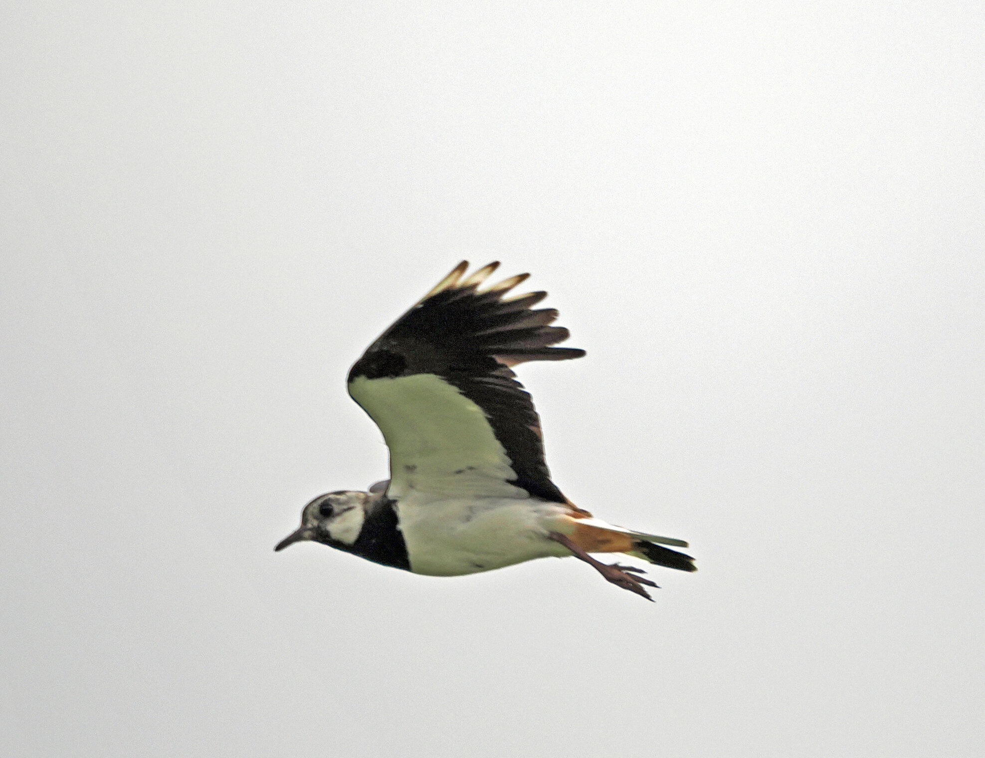 Чибис в полёте.