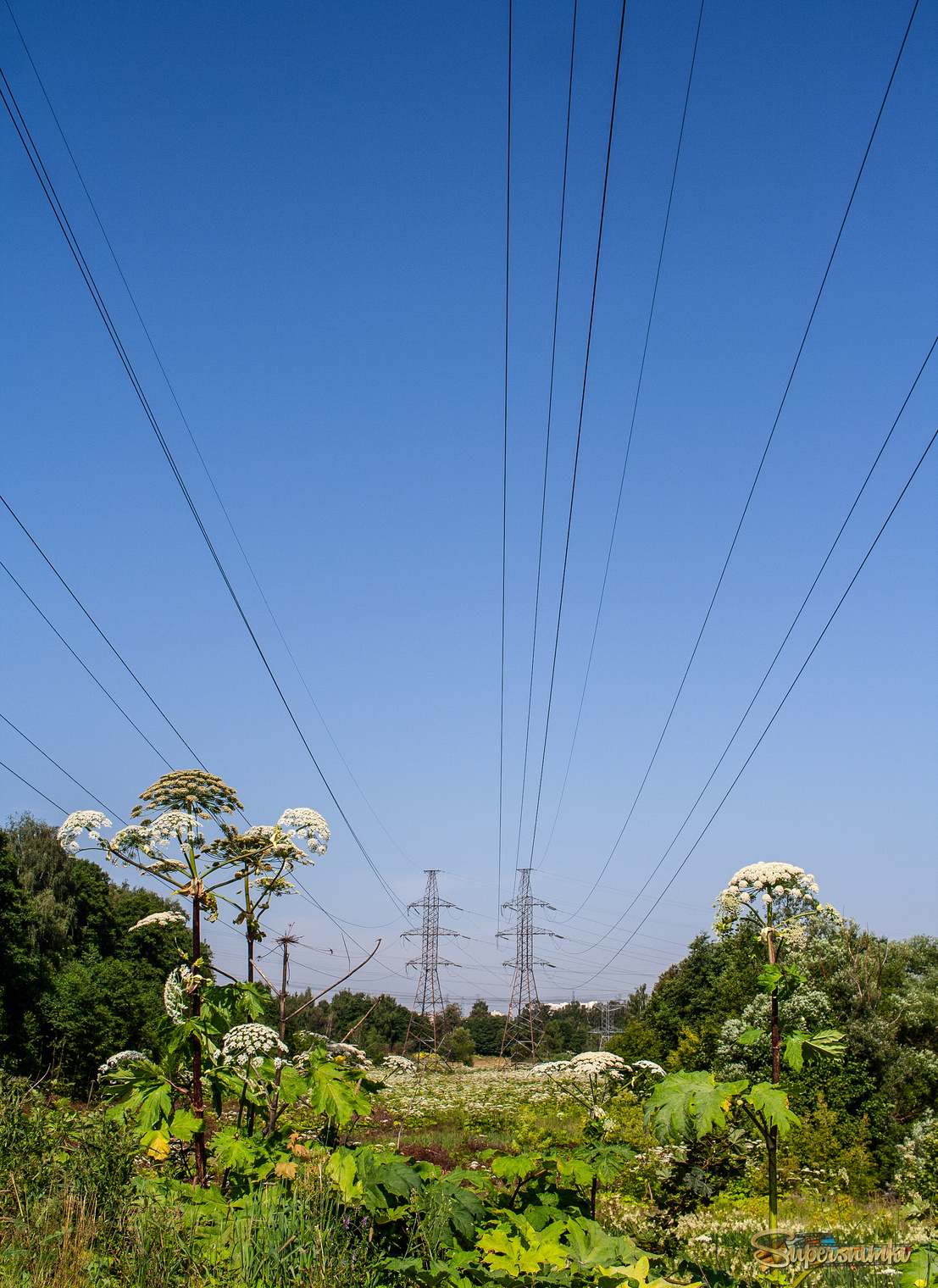 Июль. Вершина лета.