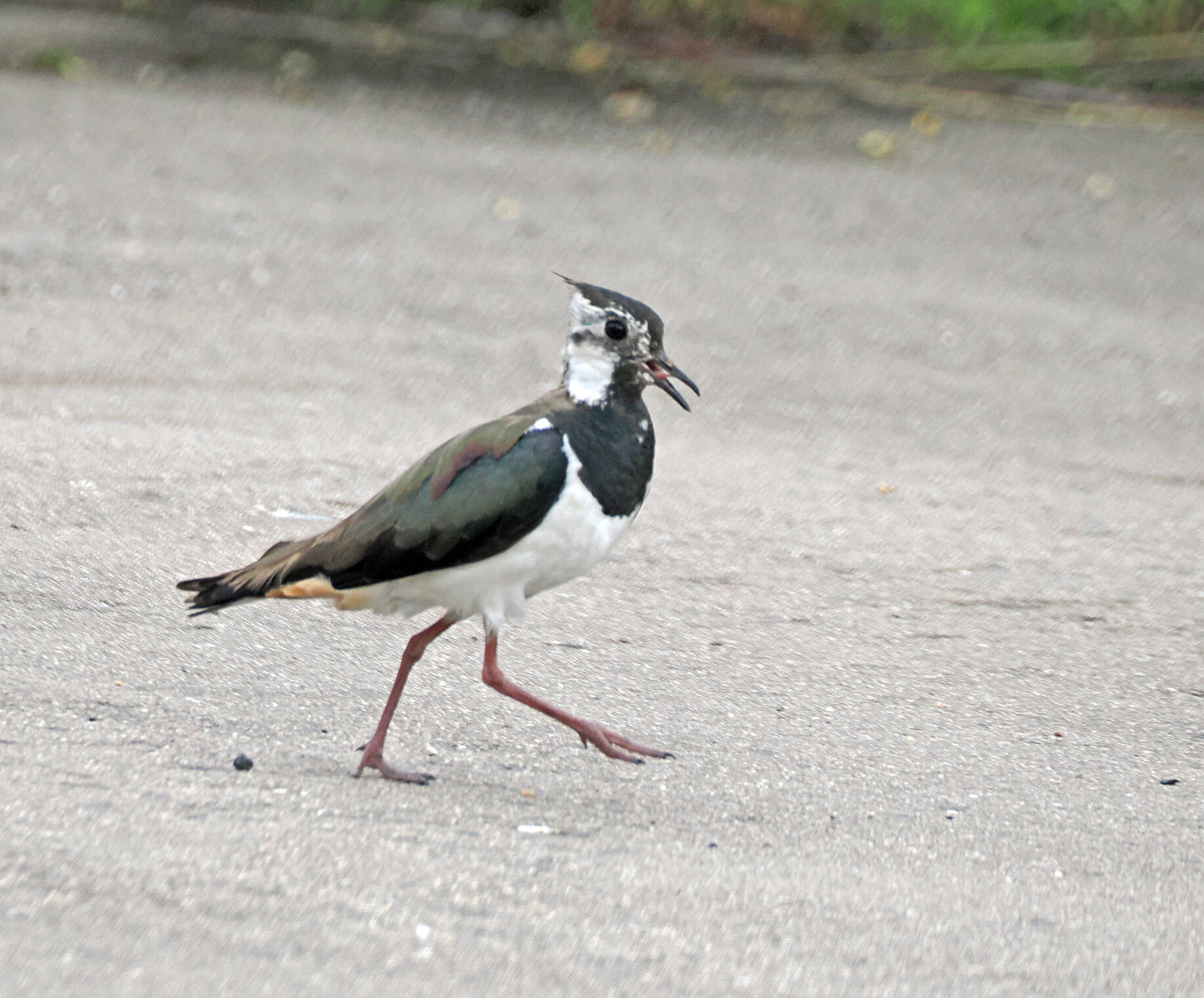 Молодой чибис.