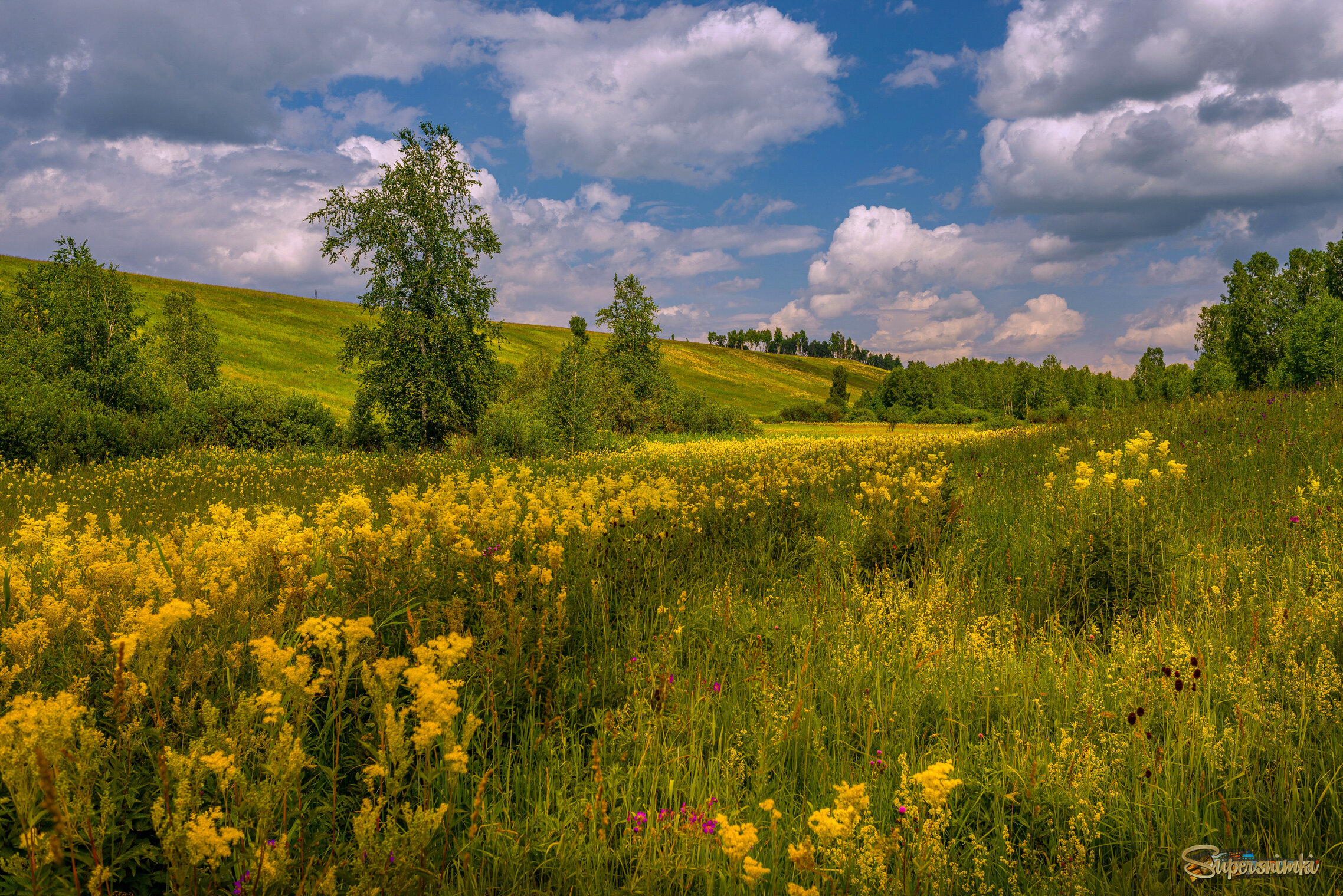 Цветочная поляна