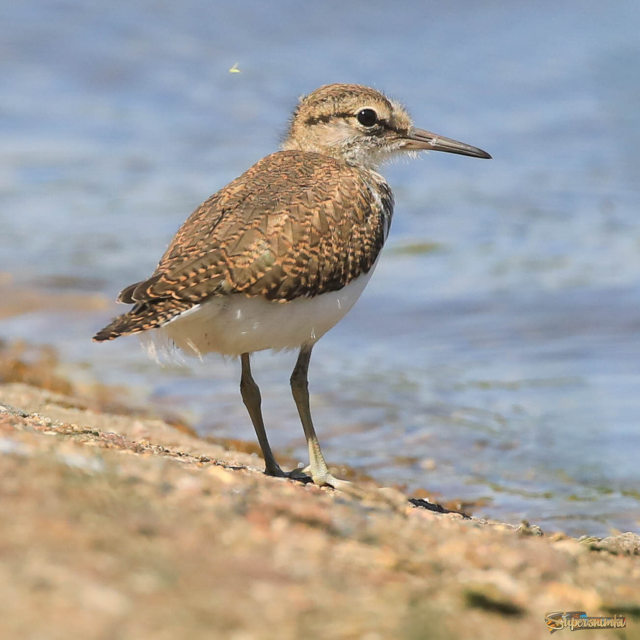 Вздремнуть что ли?