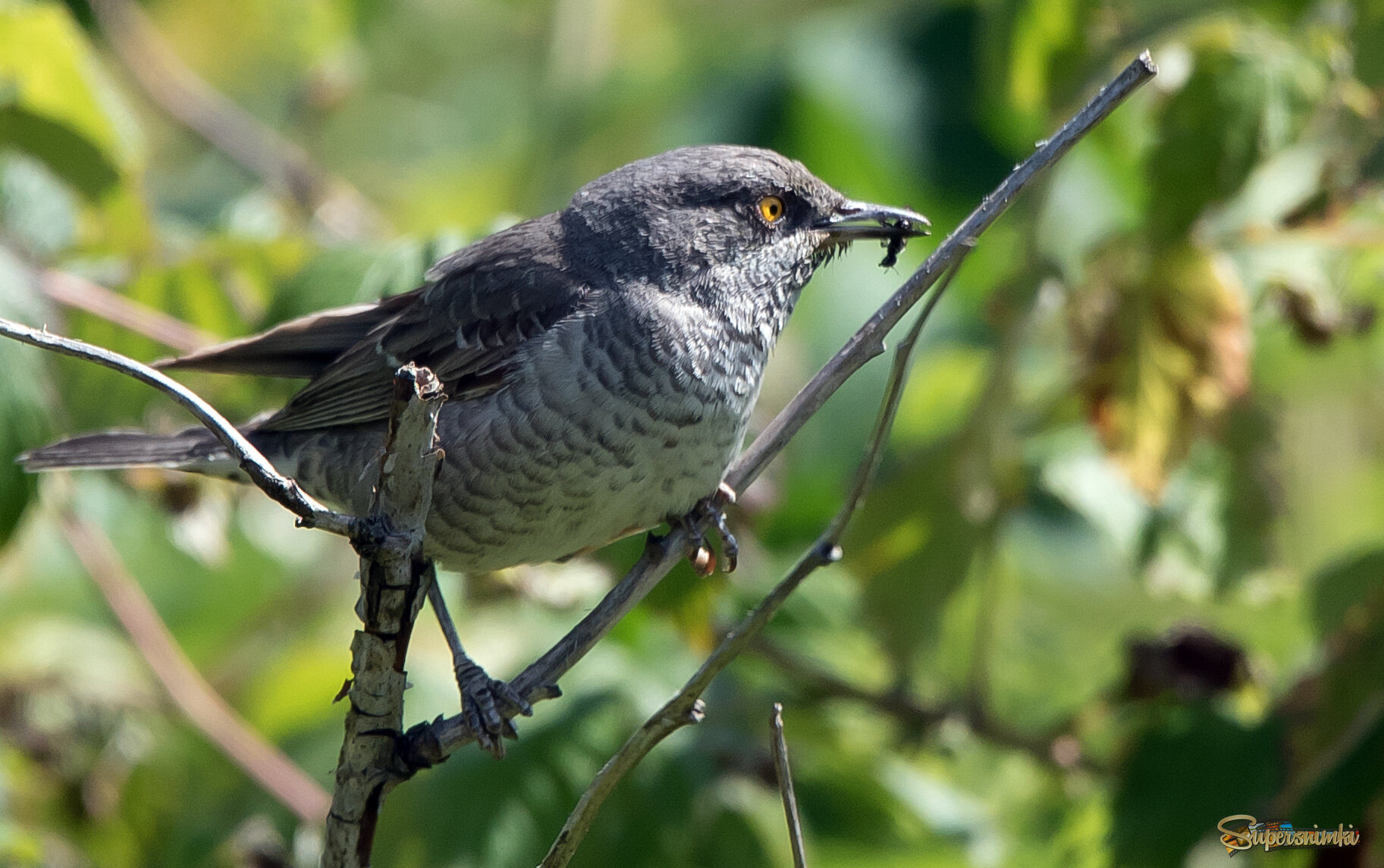 Ястребиная славка.