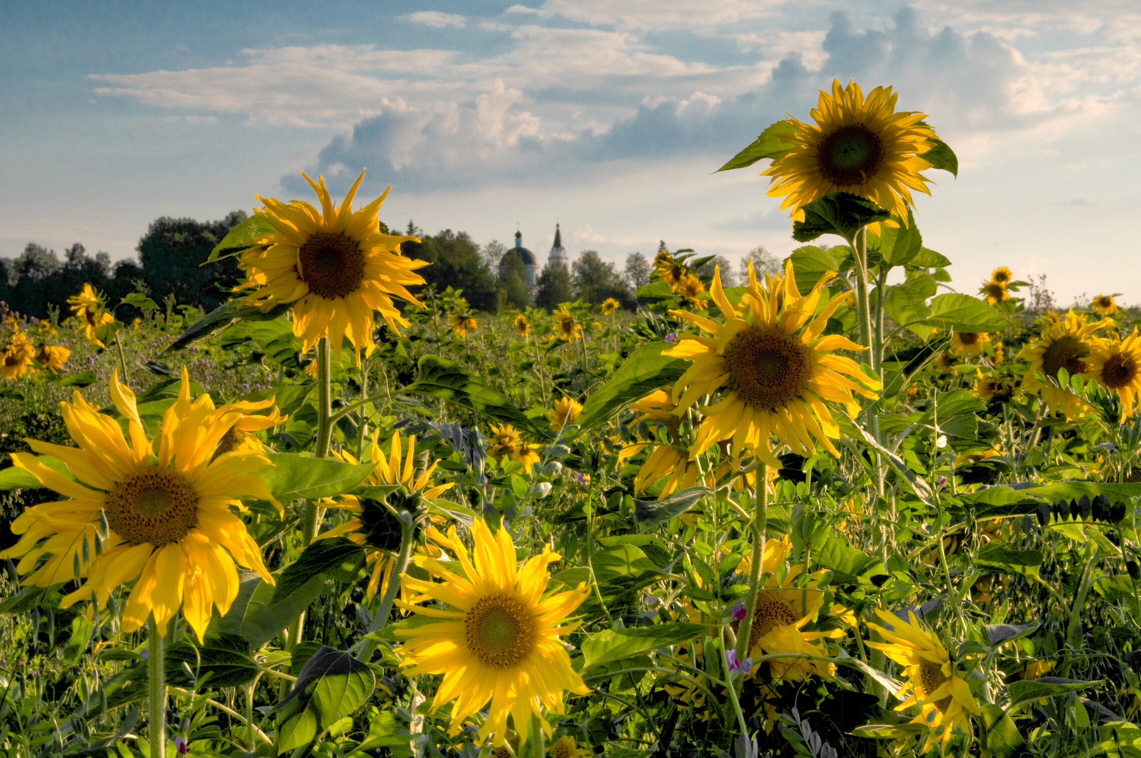Подсолнухи