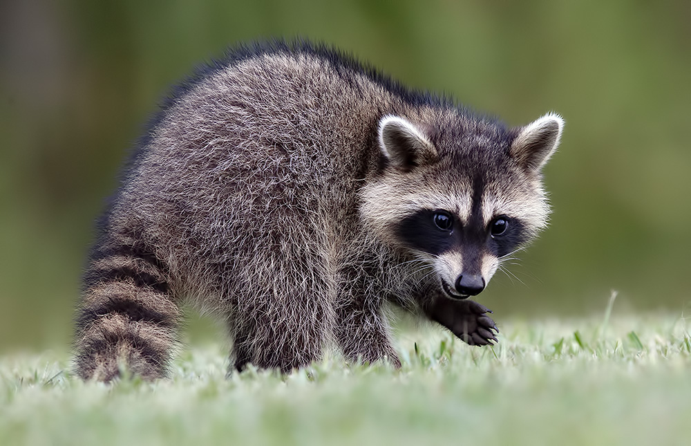 Young Raccoon. Малыш -Енот-полоскун