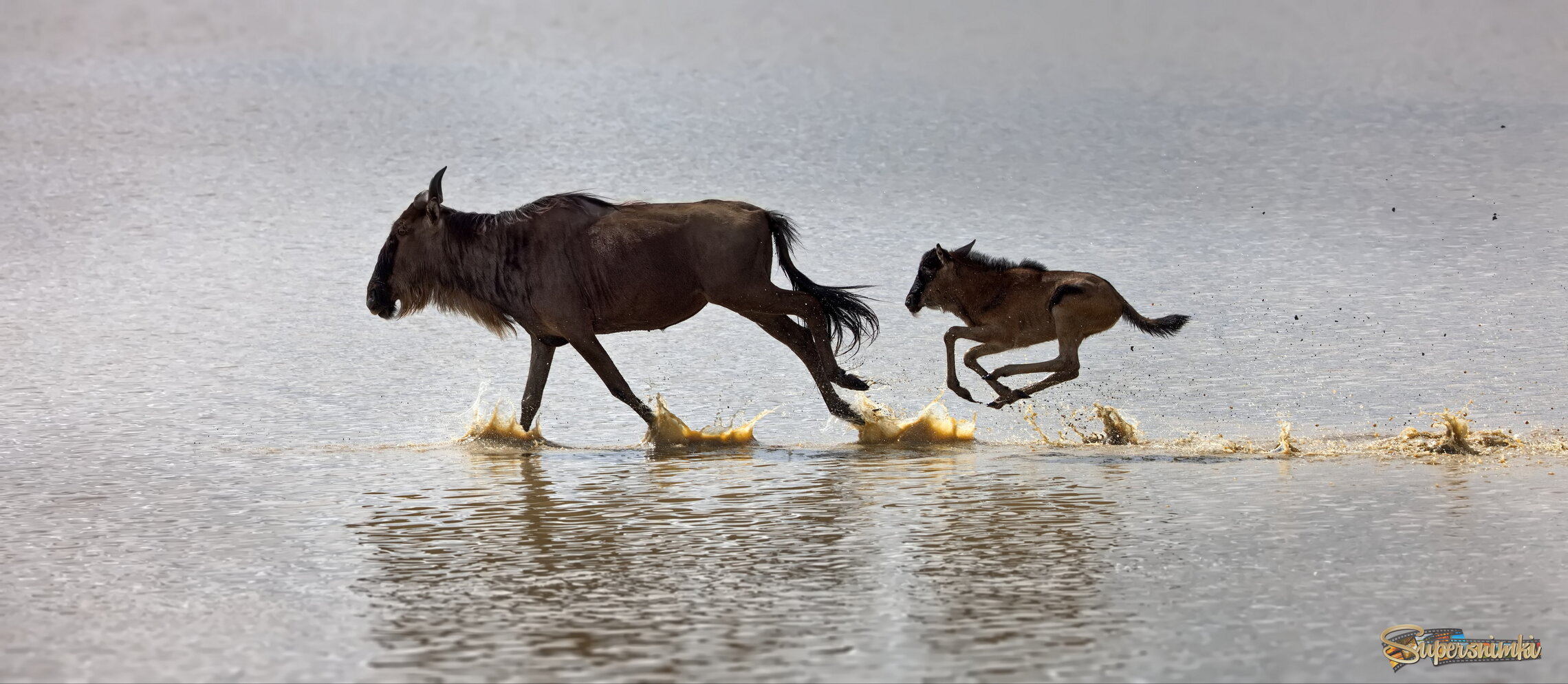 Успеть за мамой