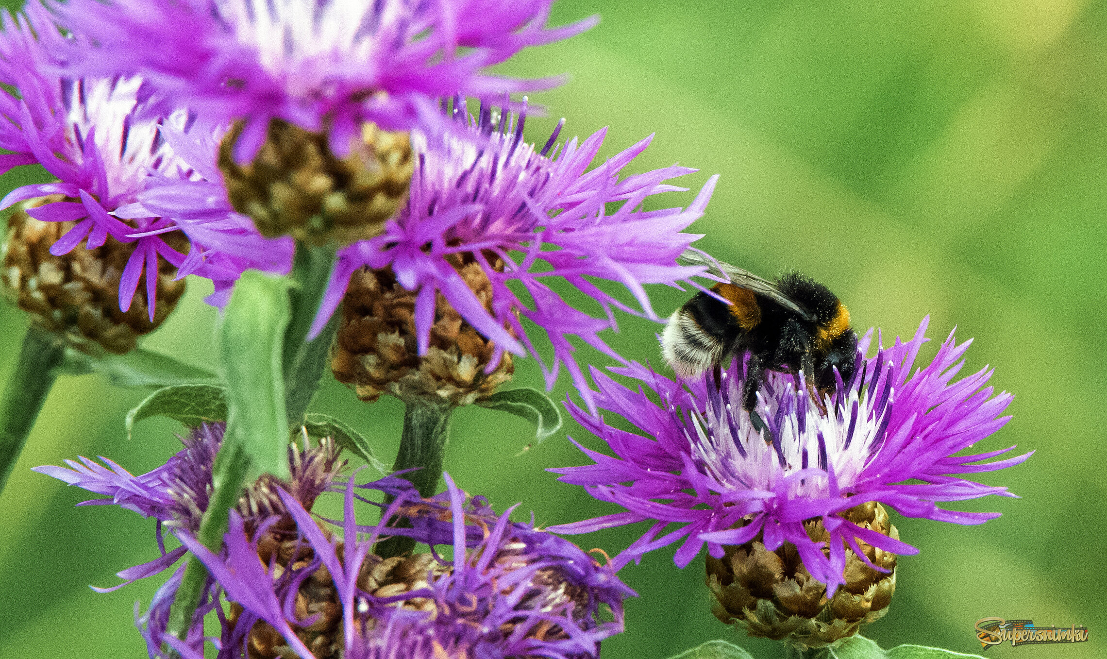 В мире шмелей.