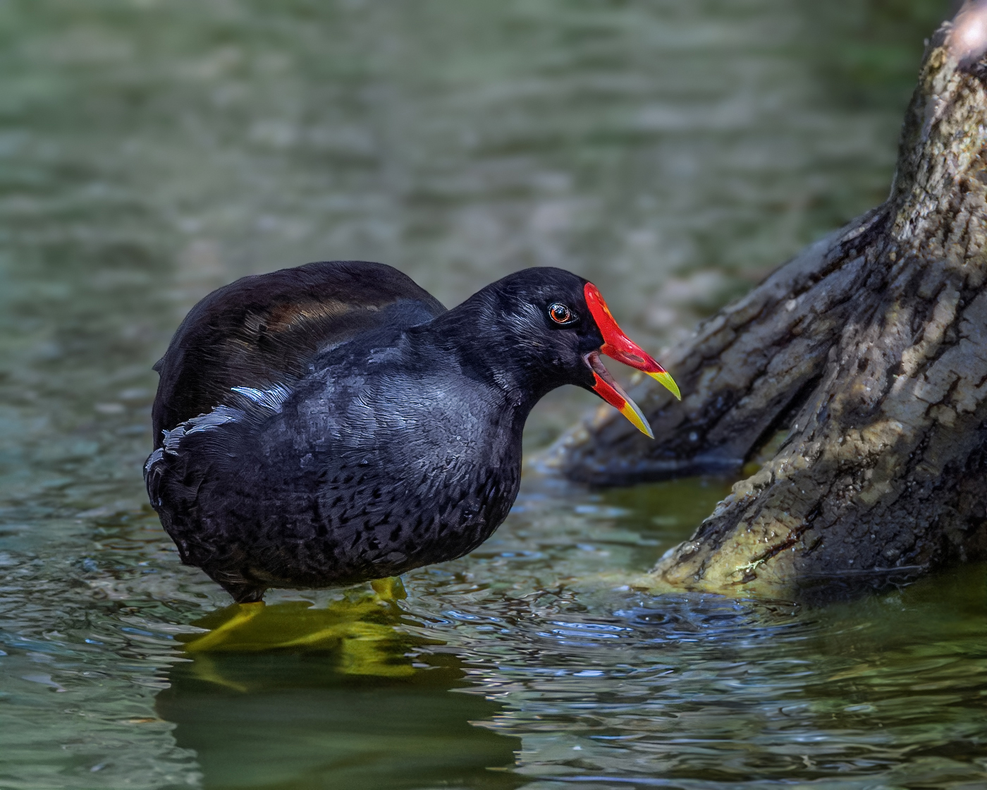Болотная курочка