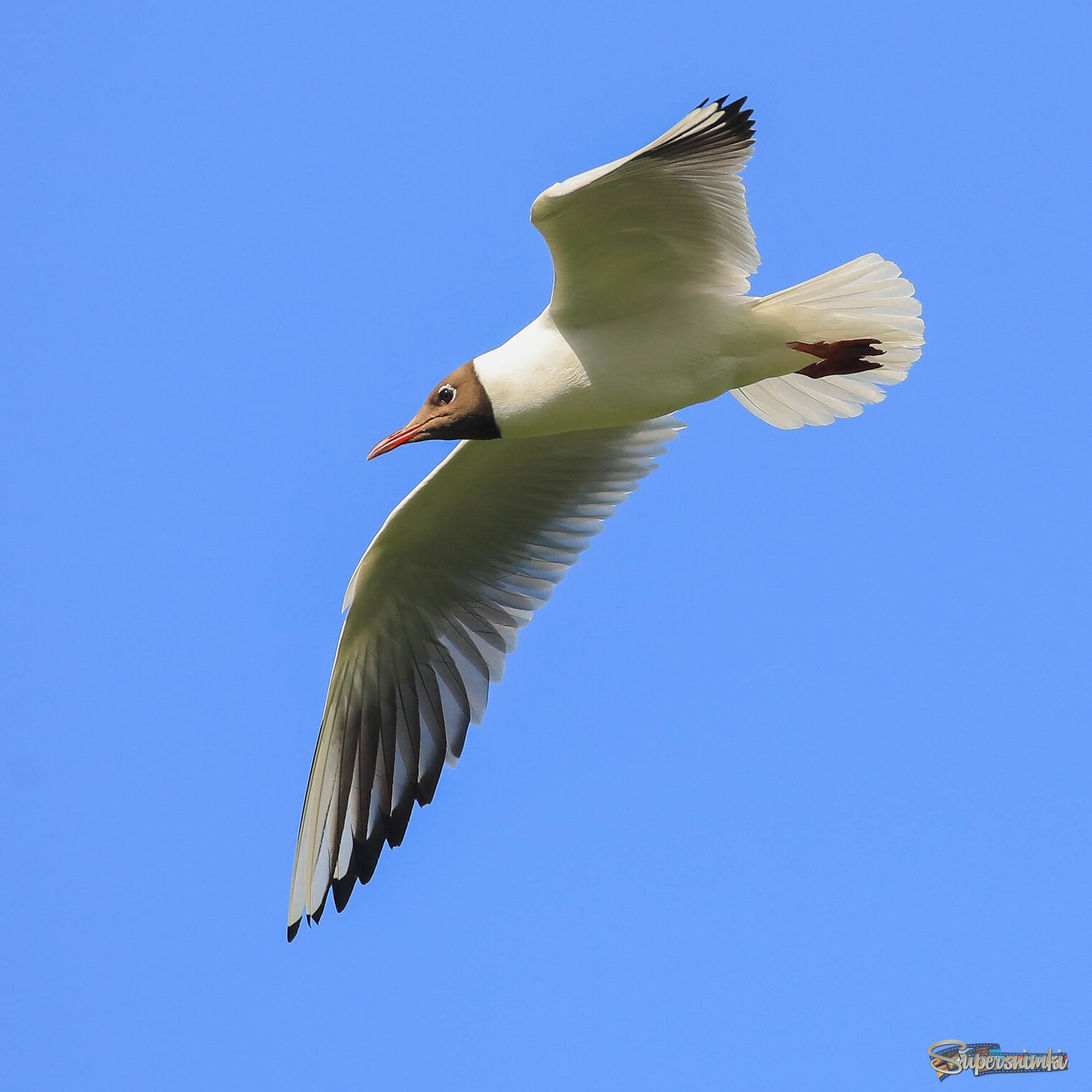 В небе голубом