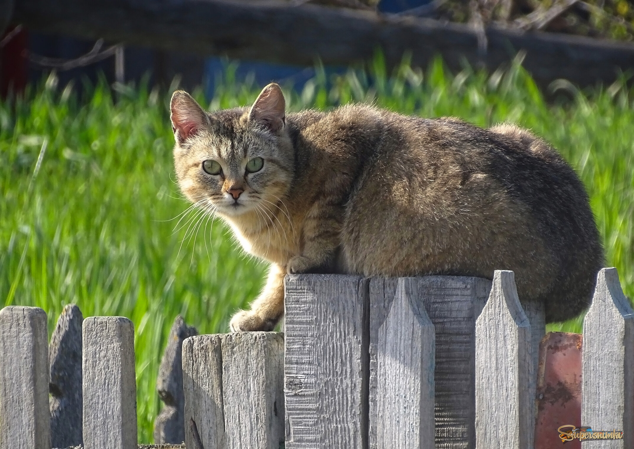 Деревенский кот 