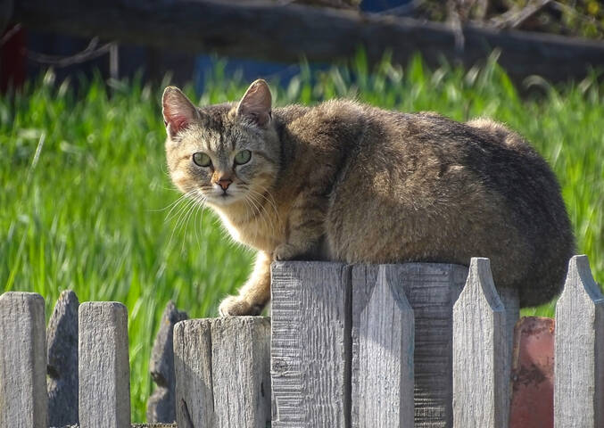 Деревенский кот 
