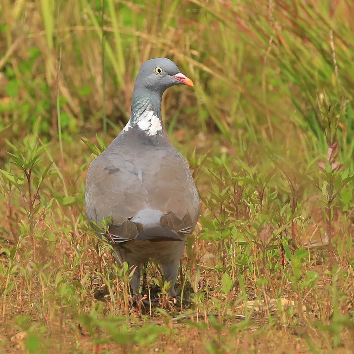 Кого только не встретишь на пустырях города!