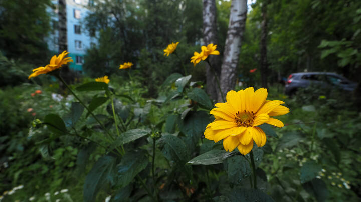 Природа в Городе