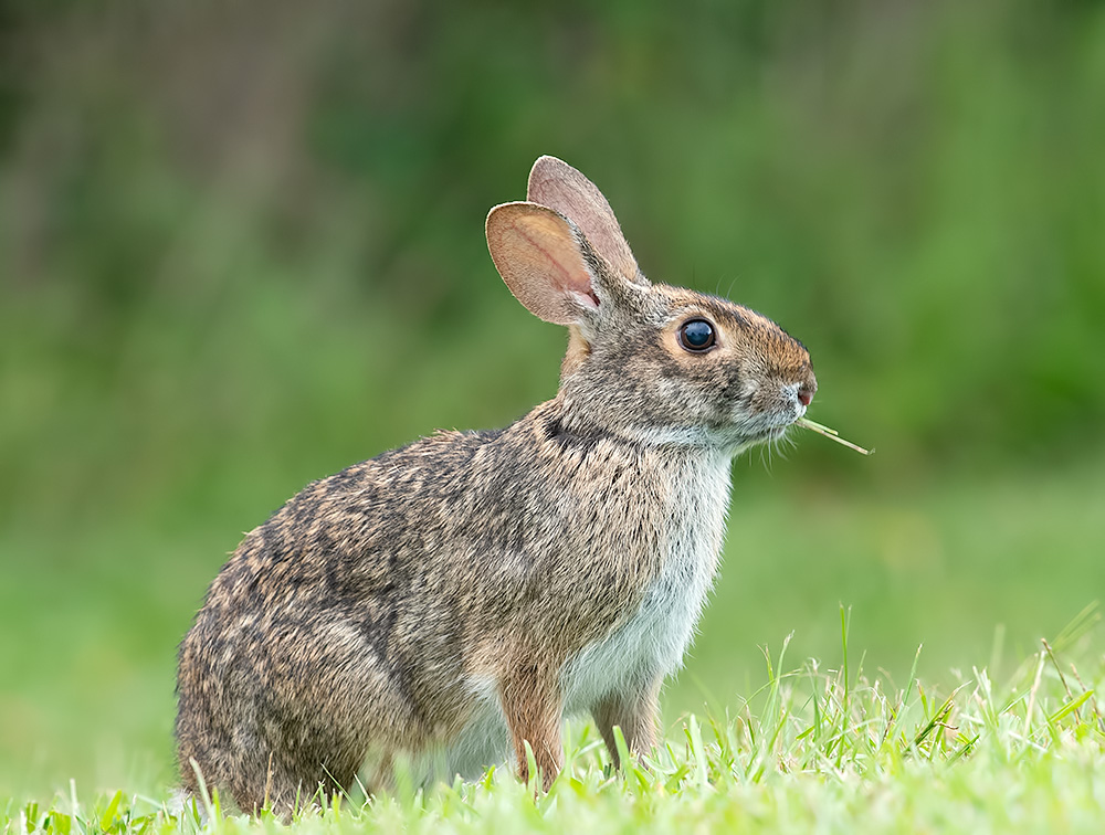 Eastern cottontail rabbits - Флоридский кролик, Кролик-ватный хвост