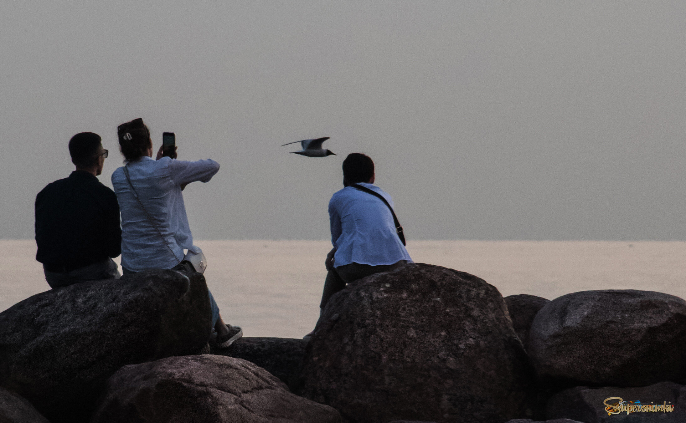 Полет чайки.