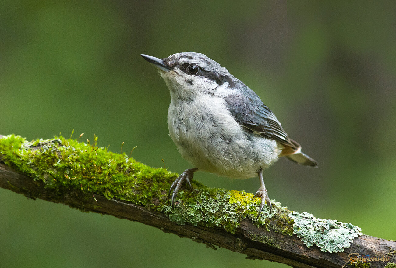 Июльский поползень