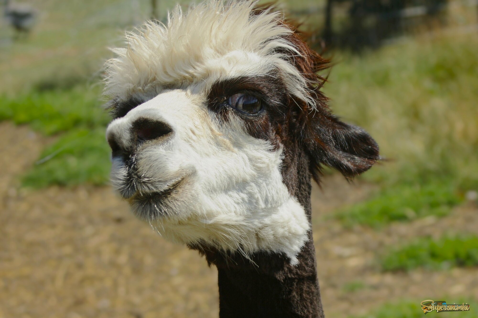 Как вам моя причёска?