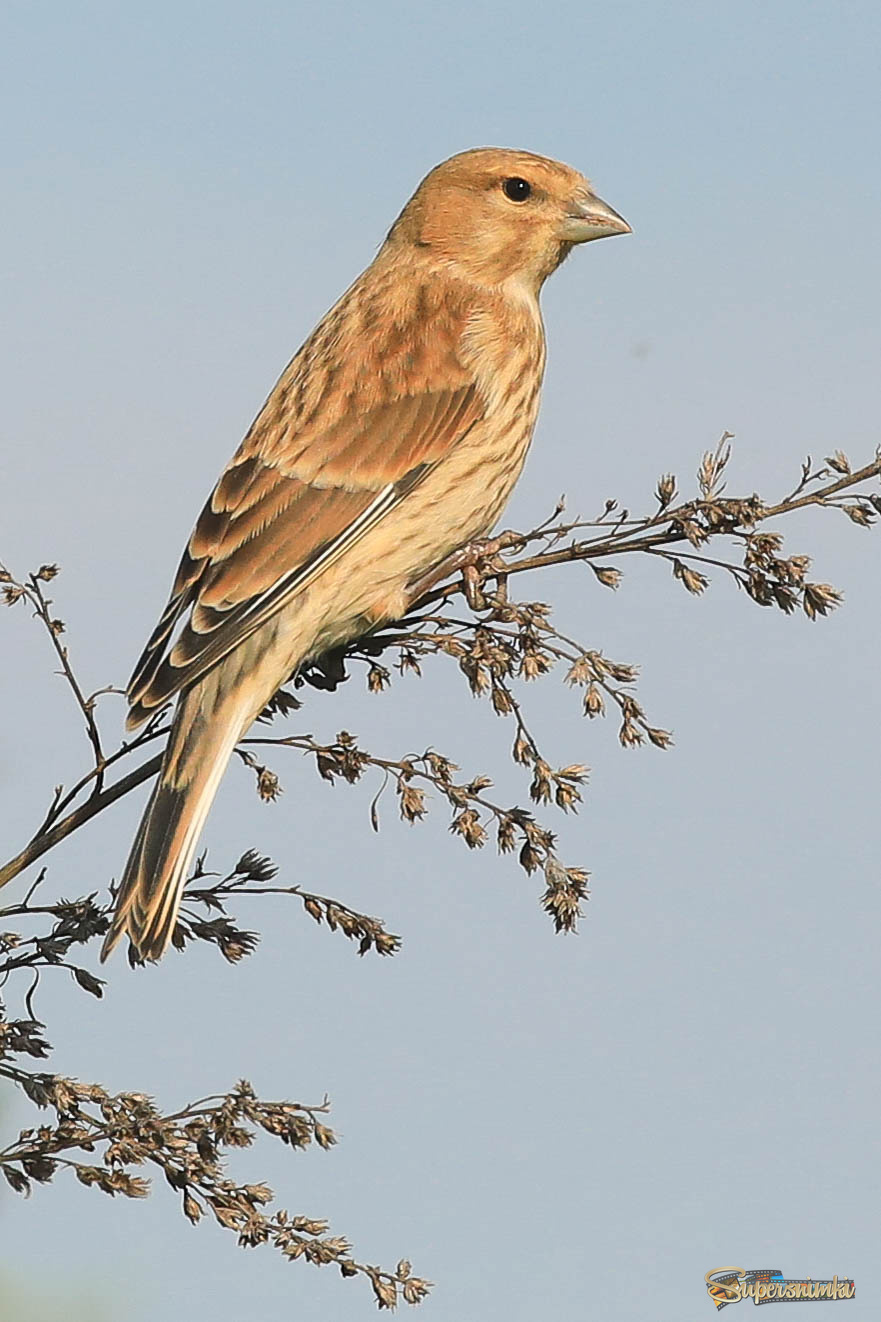10 секунд отдыха