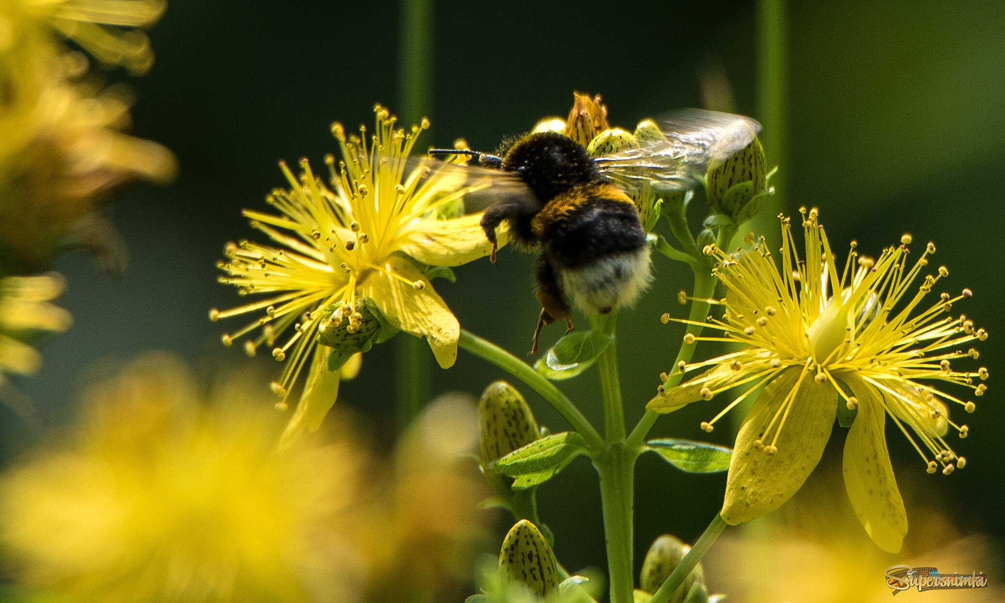Мир шмелей.