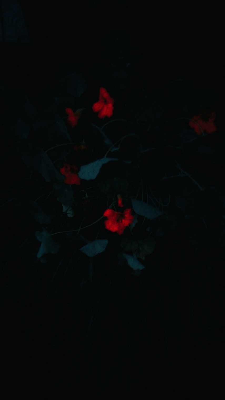 Тёплые Ночи