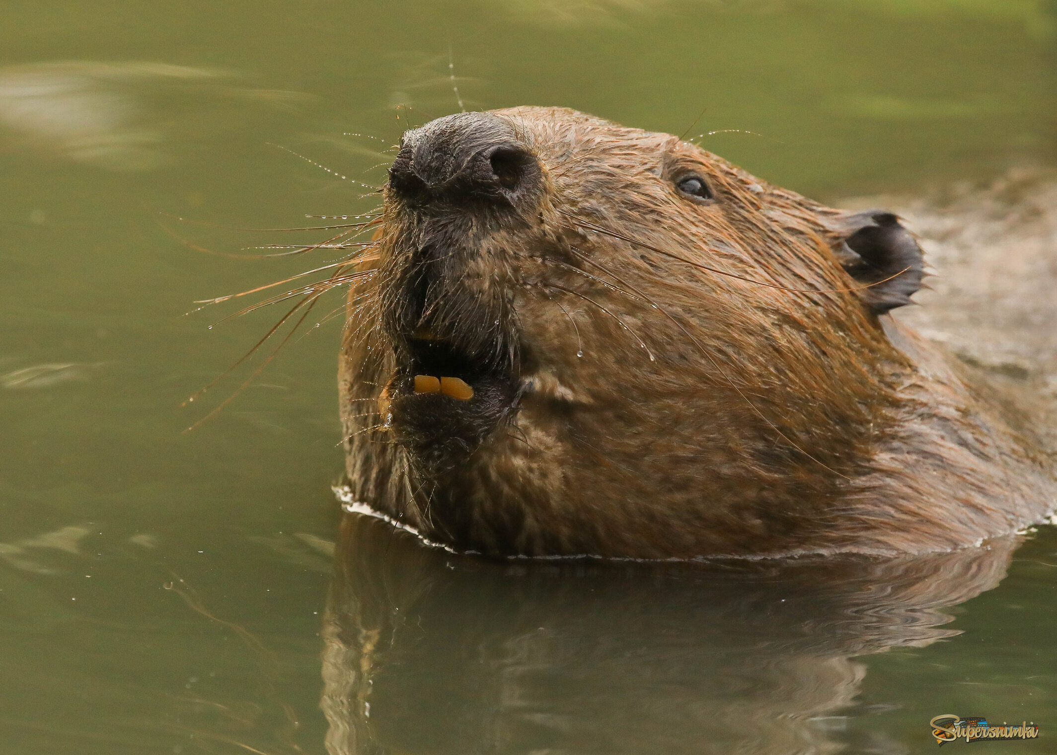 Давай познакомимся!