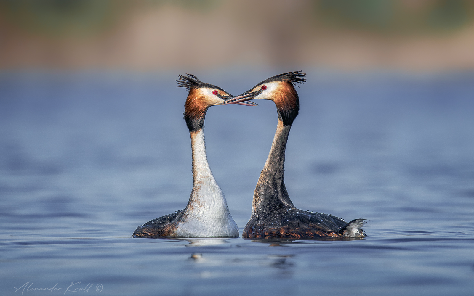 Грация любви