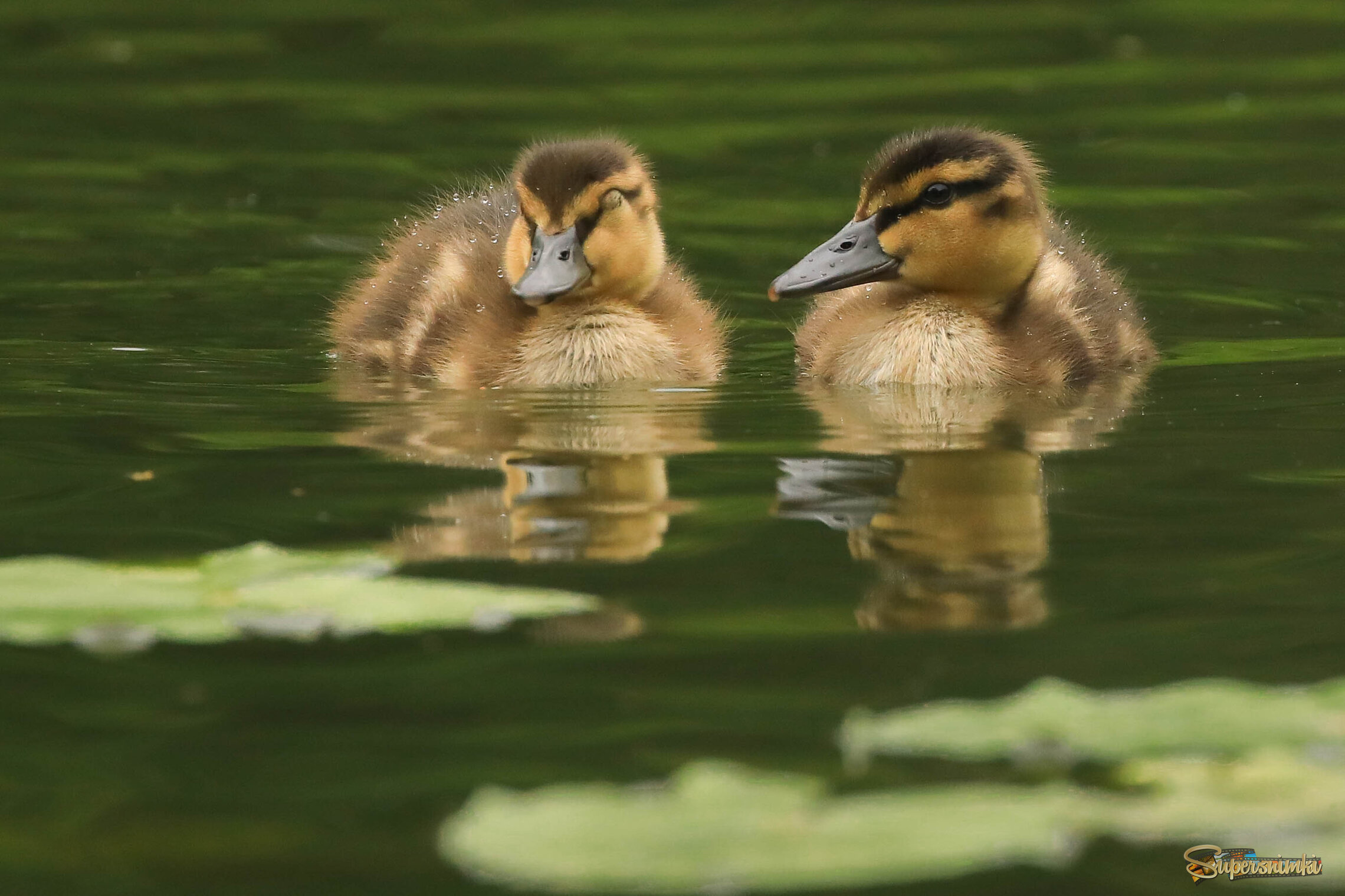 Спишь на плаву, братец?