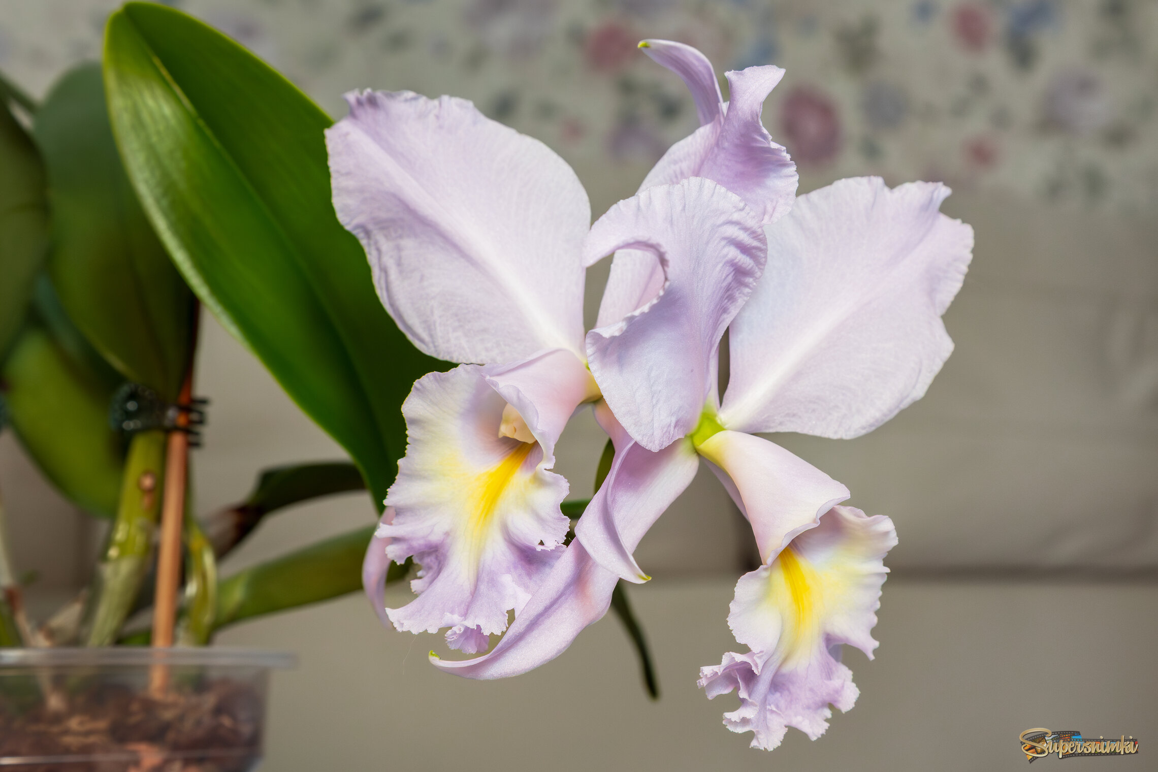 Орхидея каттлея.